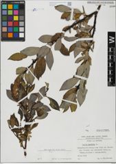 Foto von Salix hastata L.